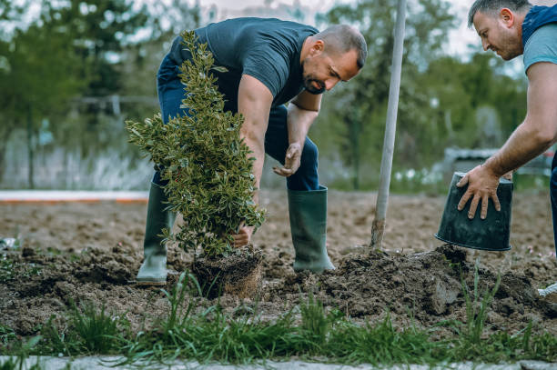 Reliable Harrisburg, PA Tree Service Solutions